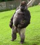 walking gorilla